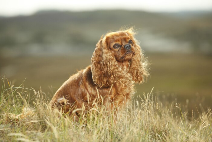 Cavalier king charles spaniel hamnar relativt långt ner på listan. Cavalier king charles spaniel