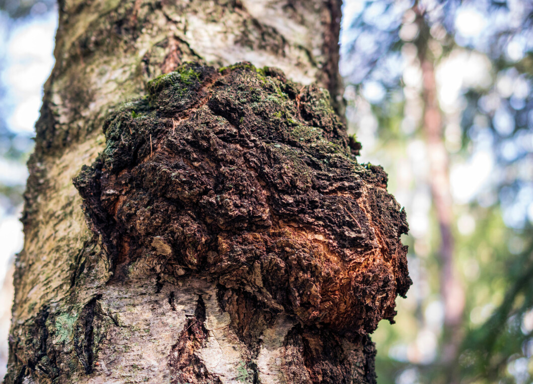 Chaga, eller sprängticka, växer på björkar på norra halvklotet. Chaga på en björk.