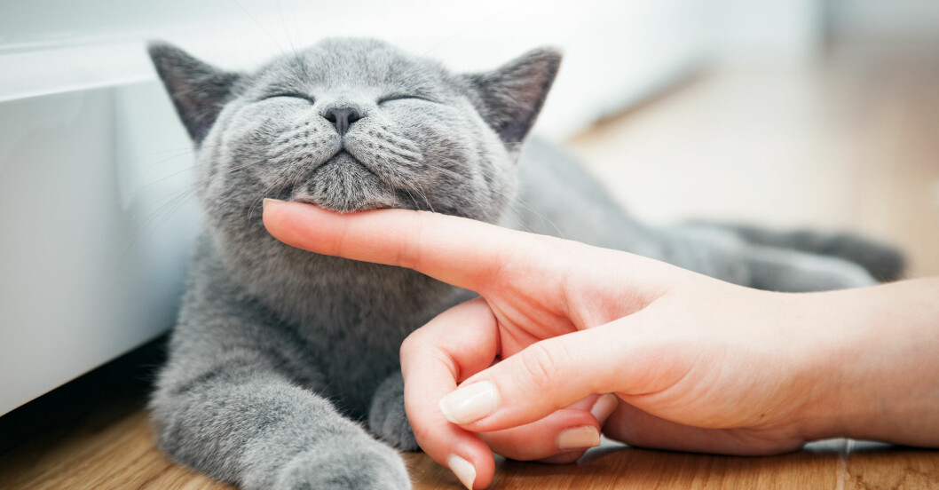 Om katten vill kela – passa på! Det kan dessutom hjälpa dig att stressa ner. kelig katt