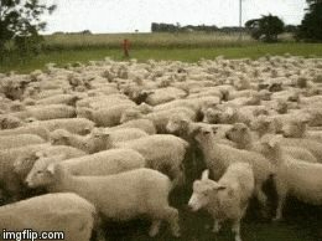 sheep-herd
