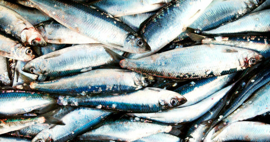 Strömming/sill som är fiskad från Västerhavet eller Ishavet är okej att äta både färsk och inlagd. Foto: IBL Strömming bör du välja bort.