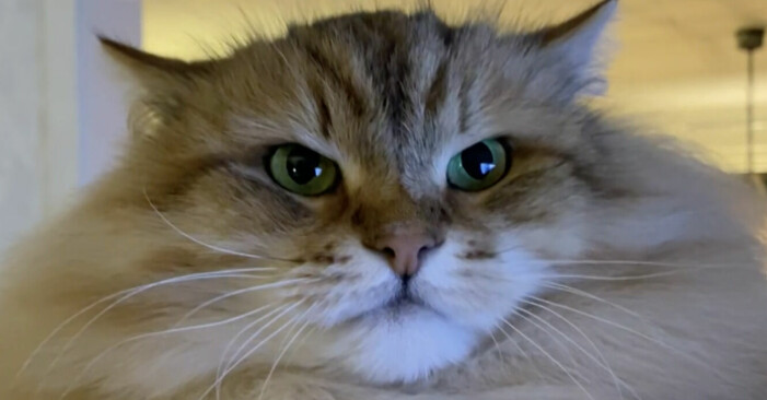 10-åriga Sivan är korad till världens vackraste katt för tredje året i rad.<br>Foto: SVT nyheter Västmanland. Katten Sivan
