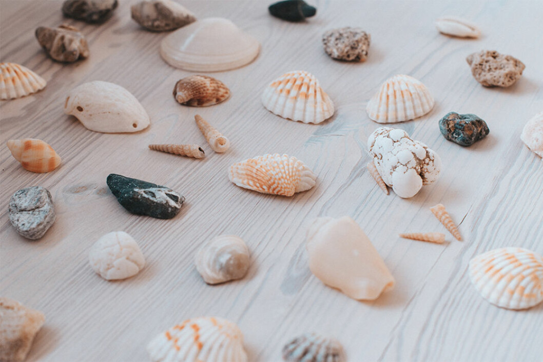 Plocka inte med dig snäckor, koraller eller stenar från stranden på semestern. Foto: Unsplash Inred inte med riktiga snäckor, säger WWF:s expert