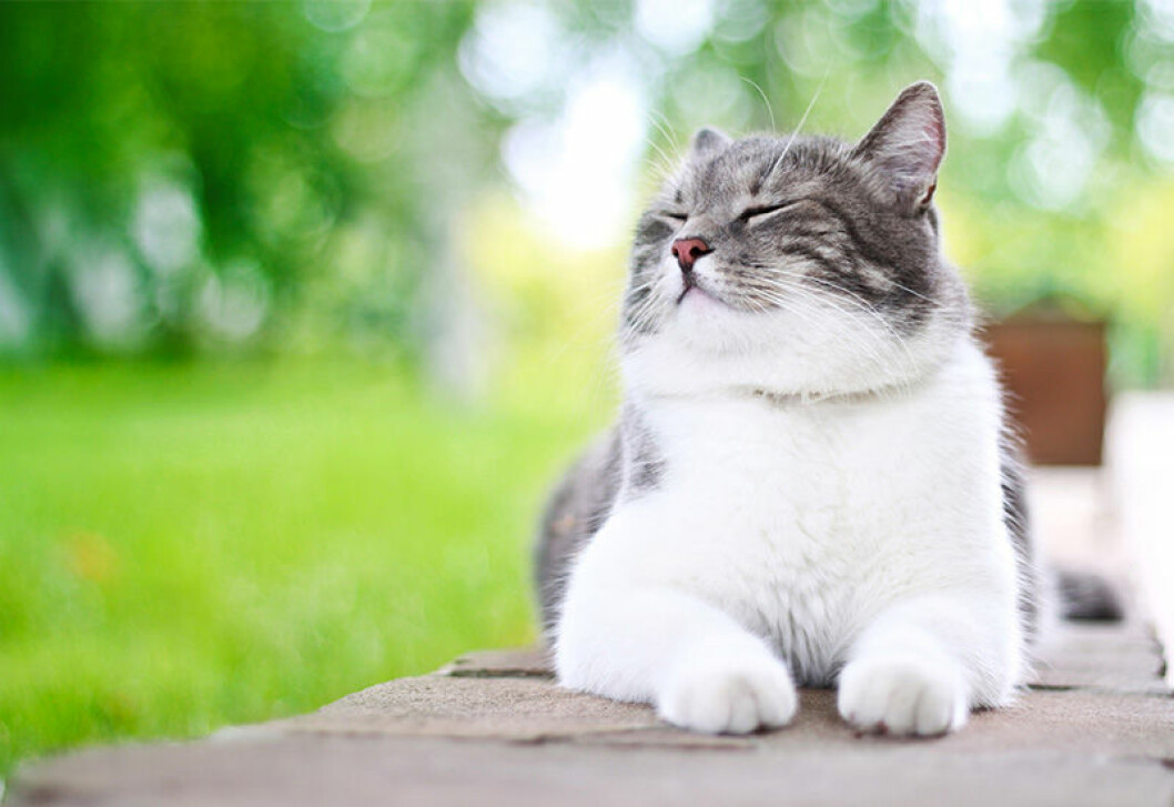 snäll katt