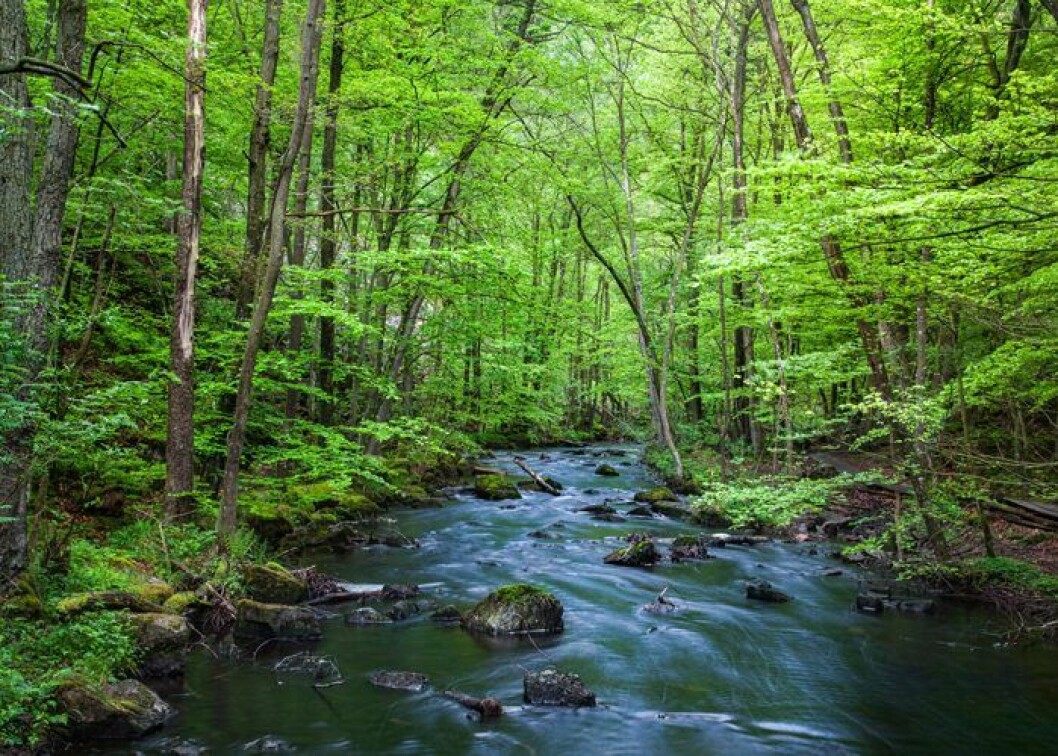 Grönskande lövskog i Söderåsens nationalpark. Söderåsen nationalpark