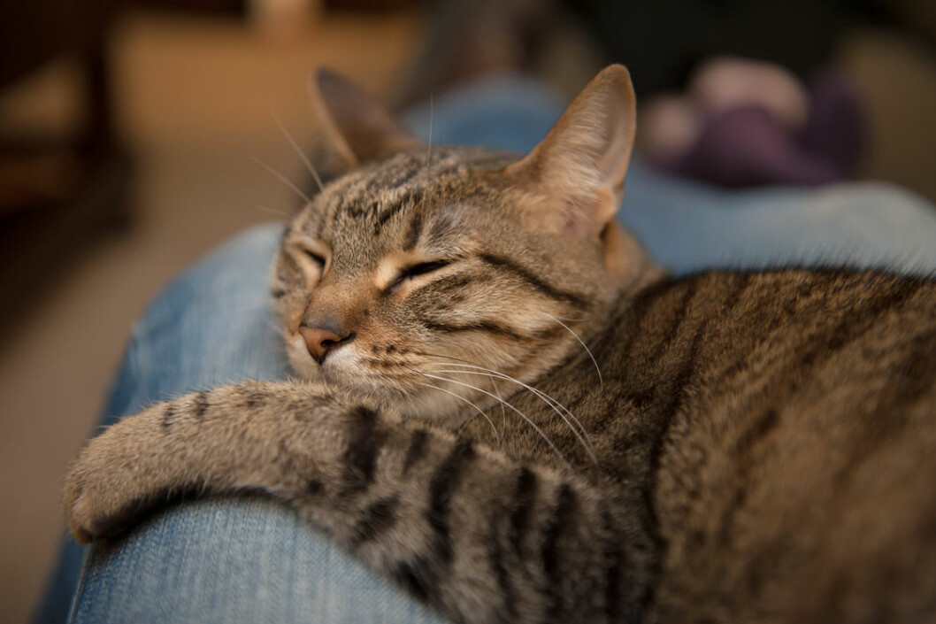 En spinnande katt är en nyttig katt!