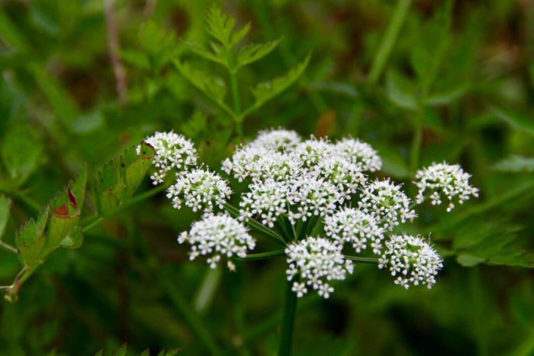 Sprängört. Bild: IBL Bildbyrå Sprängört. Bild: IBL Bildbyrå