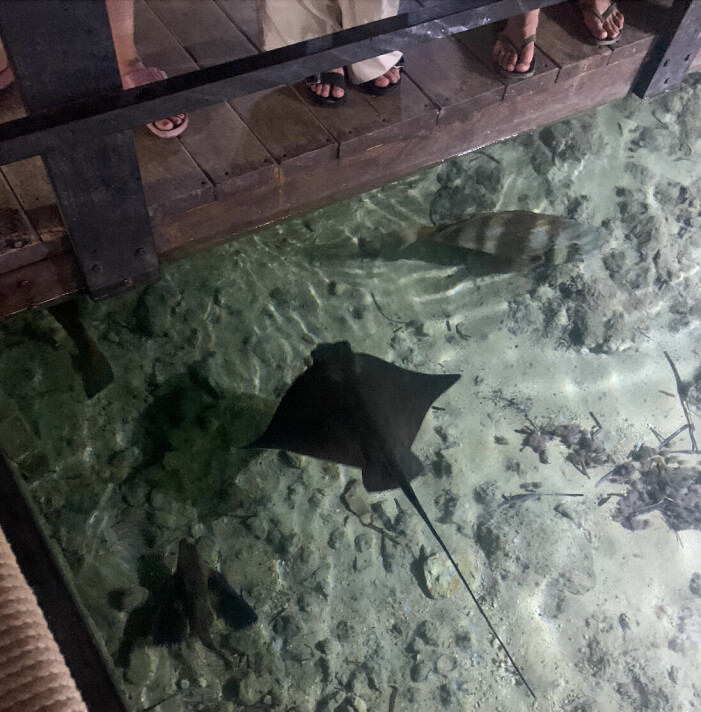 Aquarium Cap Blancs främsta mål är att utbilda skolelever om hav, djur och klimat. stingrocka