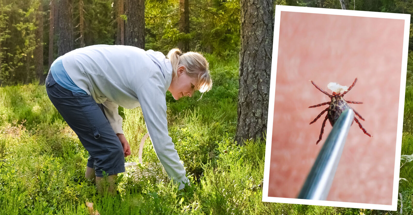 Så tar du bort en fästing på rätt sätt | MåBra