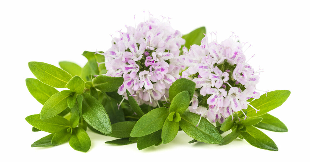 Timjan har en lång historia som medicinalväxt. Blommande timjan