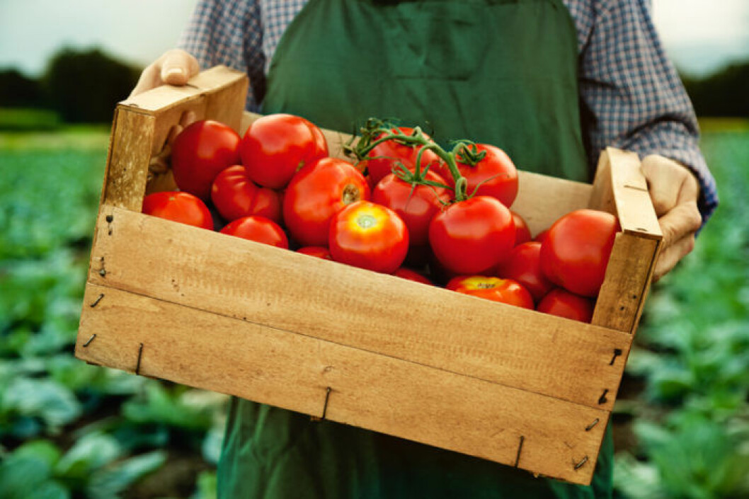 Bild: Shutterstock/IBL Tomtater i trälåda.