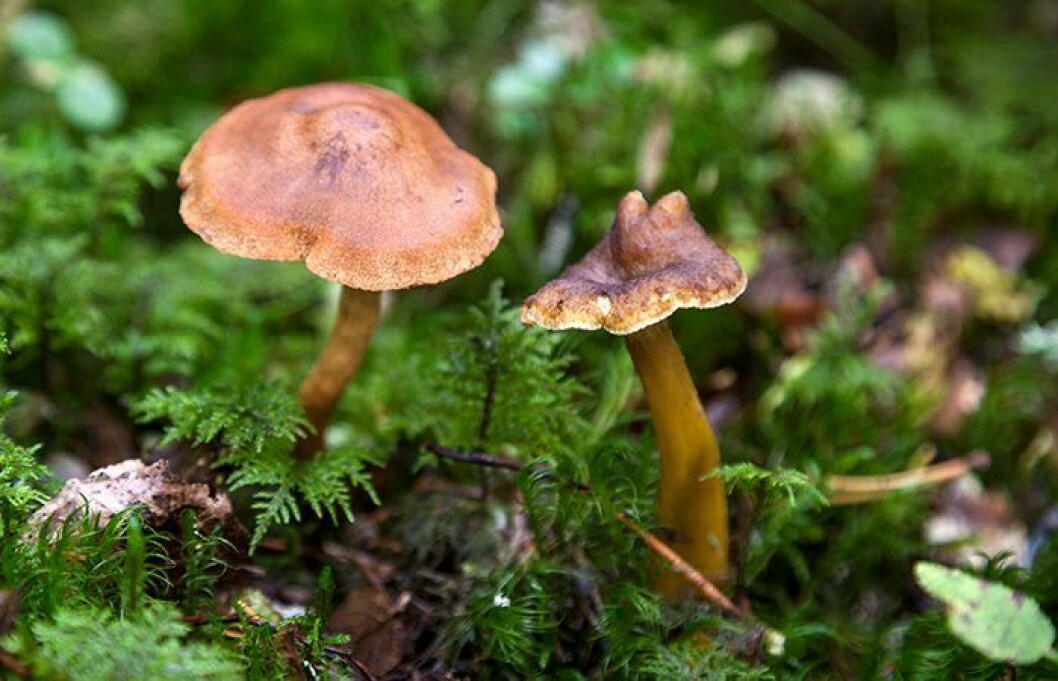 Till vänster, en toppig giftspindling och till höger en vanlig trattkantarell. Den giftiga svampen är mer toppig och även smårandig runt foten. Toppig giftspindling och trattkantarell