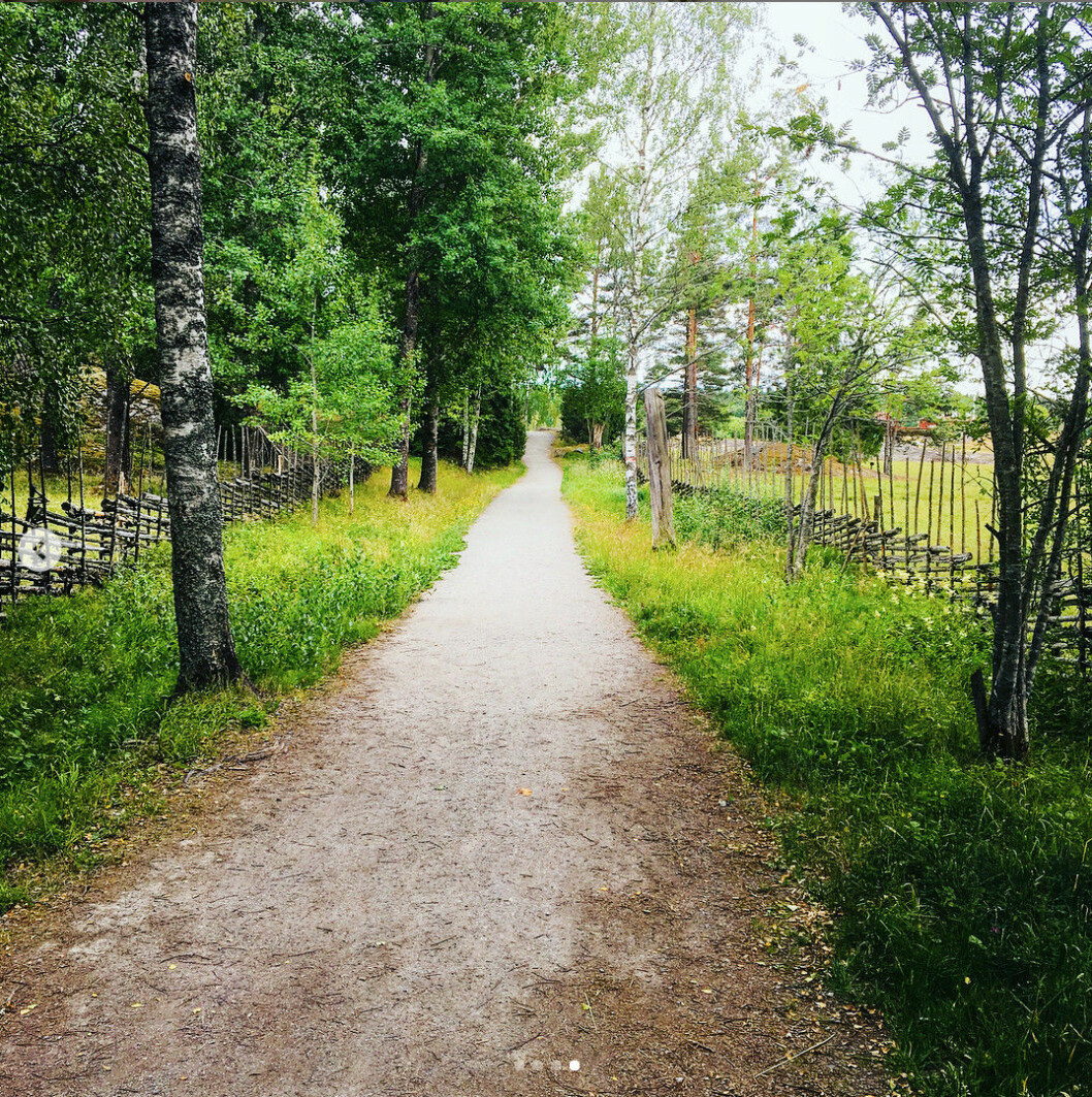 På vägen tillbaka går du mellan gärdsgårdarna. Tyresta nationalpark, vandring i Stockholm. Foto Mikaela Alex
