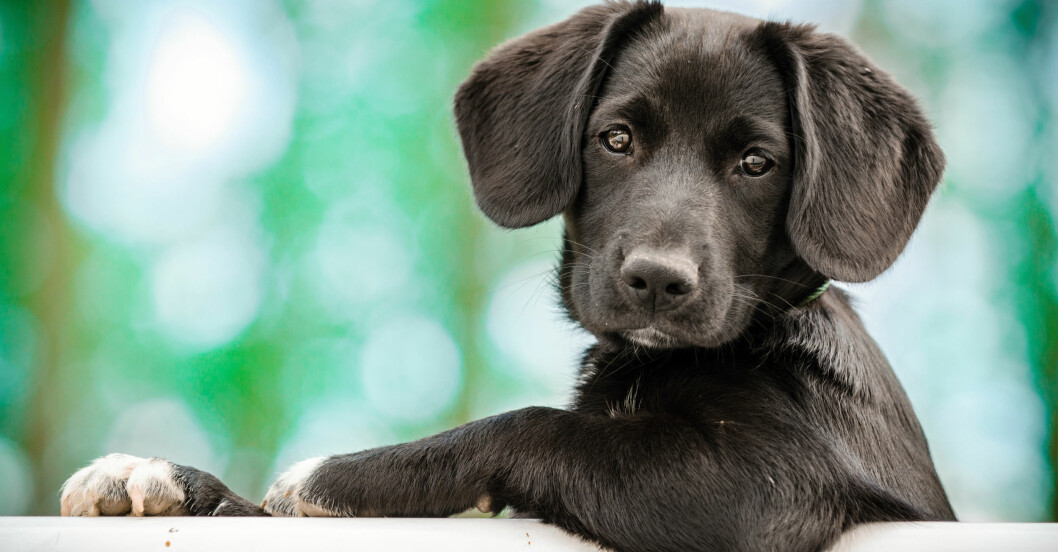 fördelar med att ha hund – för hälsan