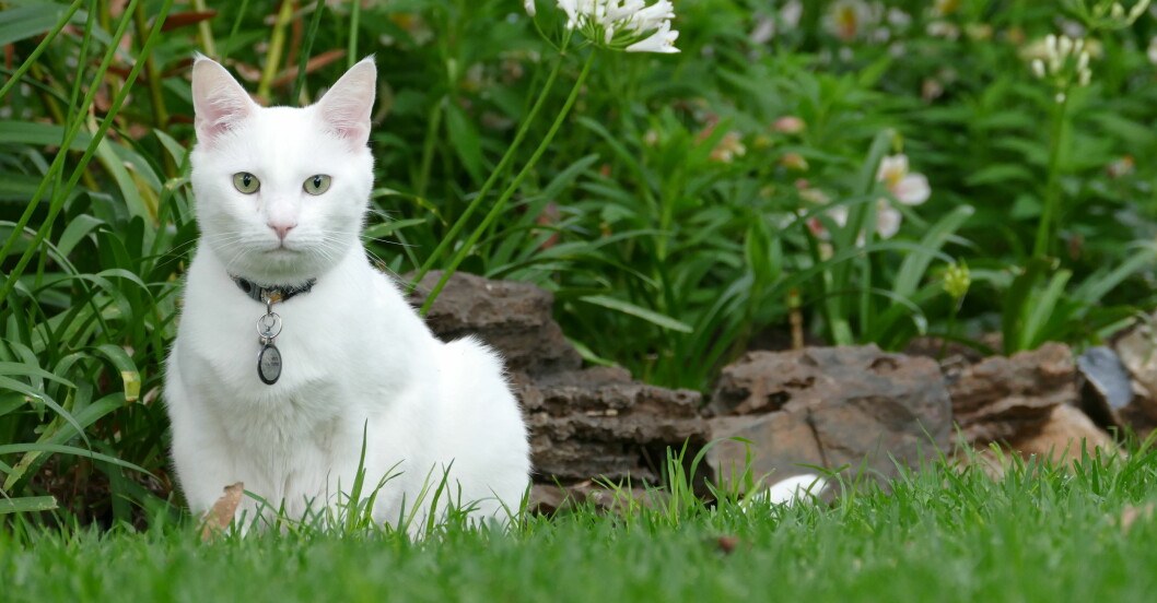 Vita katter är känsliga för sol och kan bränna sig. Smörj in öron och mage med solkräm för katter. Foto: TT Vita katter är känsliga för sol